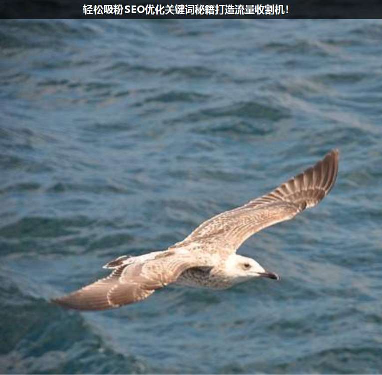 輕松吸粉SEO優(yōu)化關(guān)鍵詞秘籍打造流量收割機!
